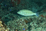Lethrinus obsoletus Empereur a bande orange-Praslin Baie chevalier-19m-20190610-Denis-ADER-DSC_8983_tn